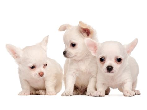 Chihuahua puppies buy in Miami