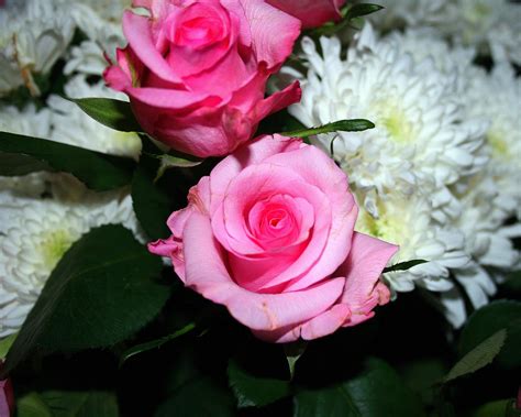 Pink Rose In Bouquet Free Stock Photo - Public Domain Pictures