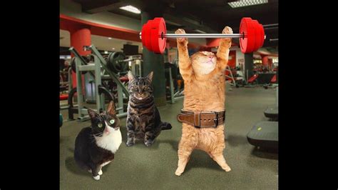 Gym Cats Actİon Vİdeos Of The Cat Compİlatİon 2020 Funny Cats Compilation Youtube