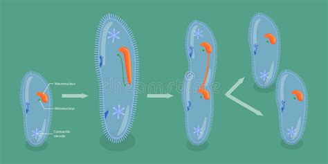 Paramecium Reproduction Stock Illustrations – 58 Paramecium ...