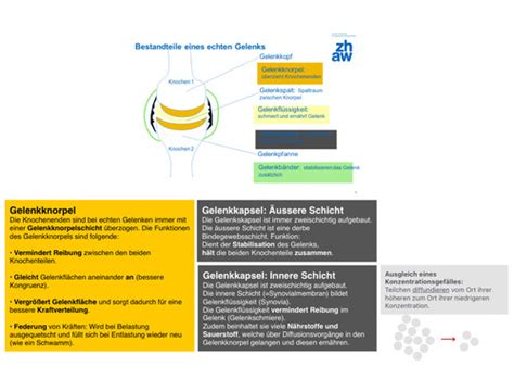 Gelenke Karteikarten Quizlet