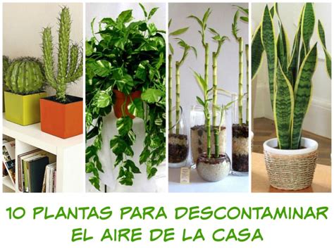 Plantas Que Debes Tener En Tu Casa Mama Xxi