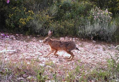 Sardegna Domenica 18 Riapre Per Lepre E Pernice Sarda ItalCaccia