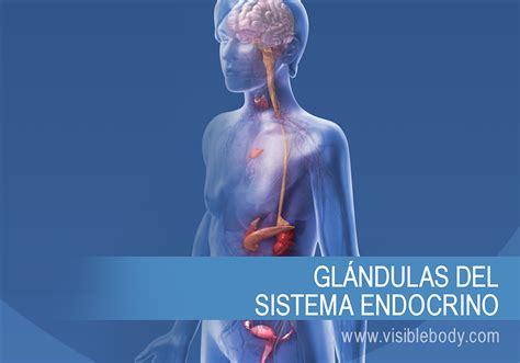 Sistema Endocrino Aprenda Anatom A