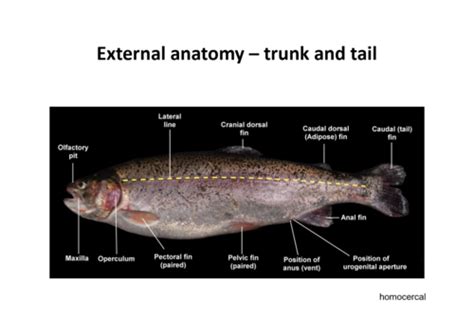 Fish Anatomy Flashcards Quizlet