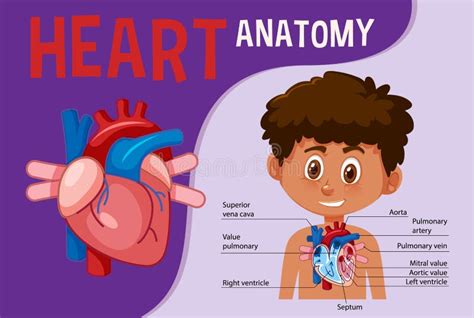 Information Poster Of Human Heart Diagram Stock Vector Illustration