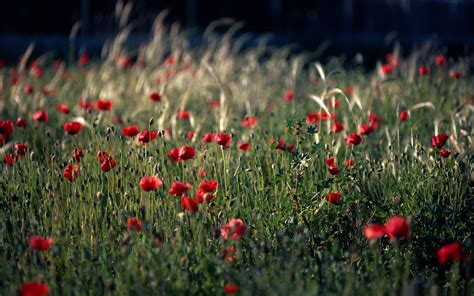 Hintergrundbilder 1920x1200 Px Farbe Felder Blumen Gras