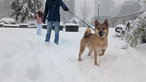 Snow transforms Metro Vancouver into winter wonderland (PHOTOS) | News