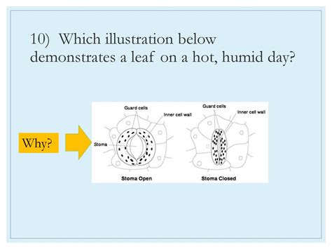 Date December Aim How Are Plants Adapted To Perform