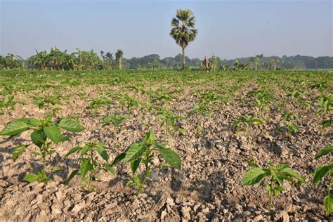 Indian Agricultural land stock image. Image of field - 16892989