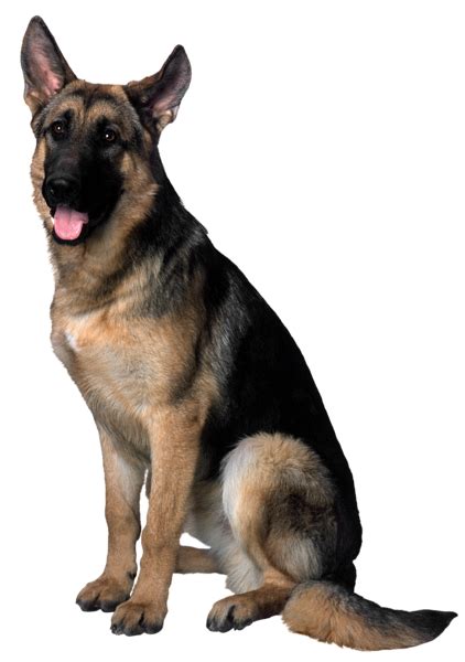 Dog Png Transparent Image Download Size 422x600px