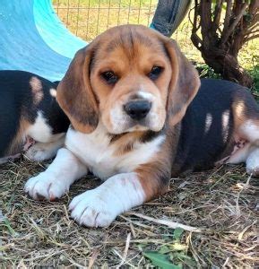 Chiots beagle LOF Élevage dans le Gard Passion Beagle