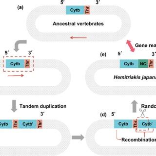 Phylogenetic tree of Carcharhiniformes species was performed using ...