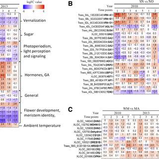 Allelic Effects Of Vrn A On Flower Development Genes A And B Degs In