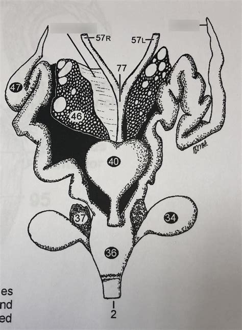 Turtle Female Urogenital System Diagram Quizlet