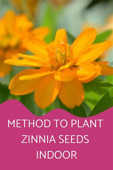 Method To Plant Zinnia Seeds Indoor Zinnias Seed Starting Mix Seeds