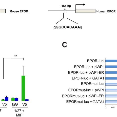 Etv6 Runx1 Binds To The Epor Gene Promoter Region And Activates Its