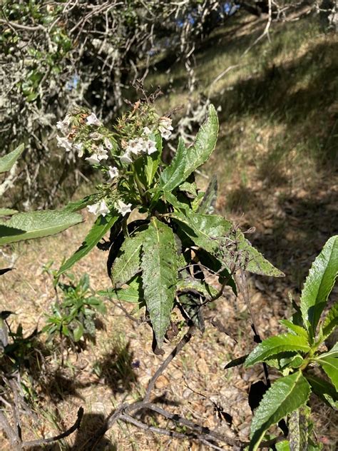 California Yerba Santa From Silver Belt Dr Richmond CA US On March