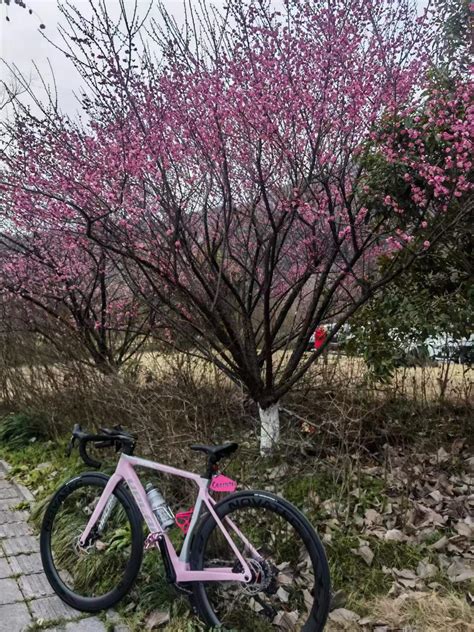 春季赏花游热度上涨3倍 今年更流行“长线赏花” 今日生活 杭州网