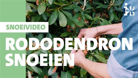 Intratuin Rododendron Snoeien YouTube