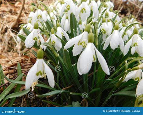 Galanthus Nivalis The Snowdrop Or Common Snowdrop Is The Best Known