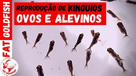 OVOS E ALEVINOS Reprodução de Kinguios YouTube