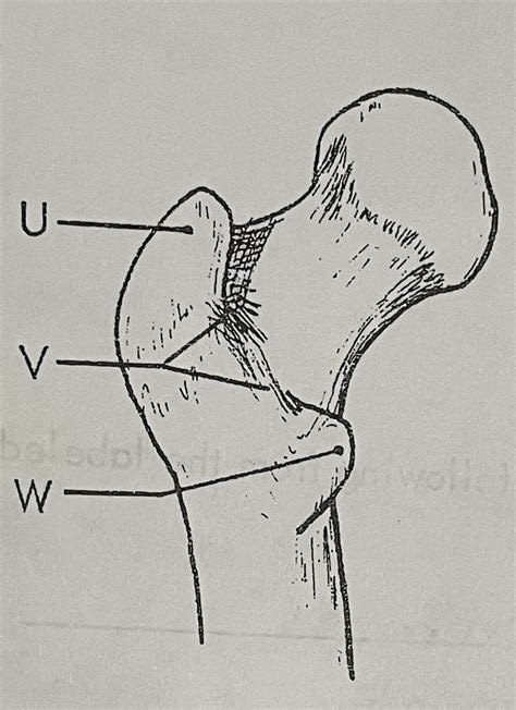 RT Anatomy Lowers Diagram Femur 2 Diagram Quizlet