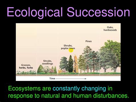 Learning Objectives Describe How Ecosystems Recover From A Disturbance