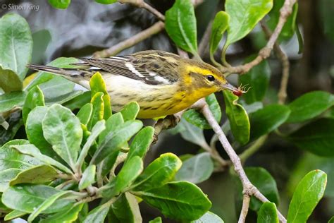 Simon King On Twitter Blackburnian Warbler Bryher Isles Of Scilly