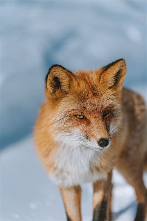 200+ Best Fox Photos · 100% Free Download · Pexels Stock Photos