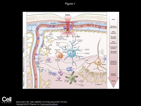 Neuroimmunology of Traumatic Brain Injury: Time for a Paradigm Shift - ppt download