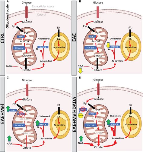 Frontiers Pdk Inhibition Ameliorates Melatonin Therapy By Modulating