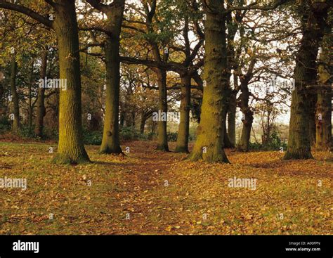 Beccles Common in Suffolk Uk Stock Photo - Alamy