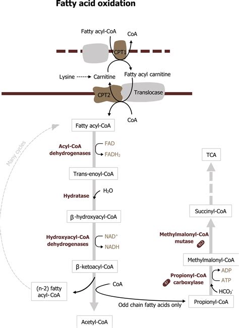 Acyl Coa Dehydrogenase Pathway