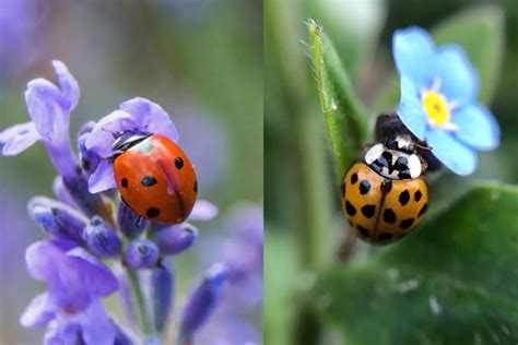 The Differences Between Ladybug vs Asian beetle - Gardening Dream