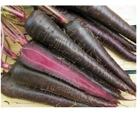 DEEP PURPLE Carrot Seeds Vegetable Seeds Heirloom Seeds - Etsy