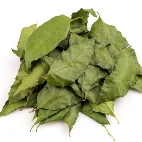 Dried Neem Leaves • Natural Herbal