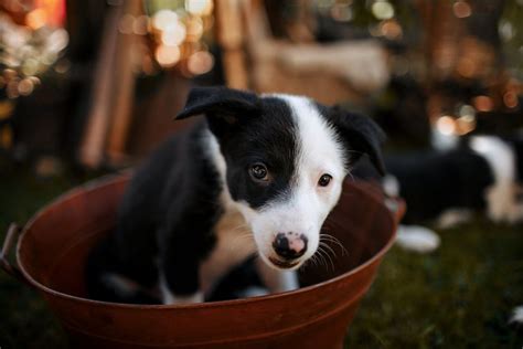 Propreté Comment apprendre à son chiot à être propre AnimauxFun