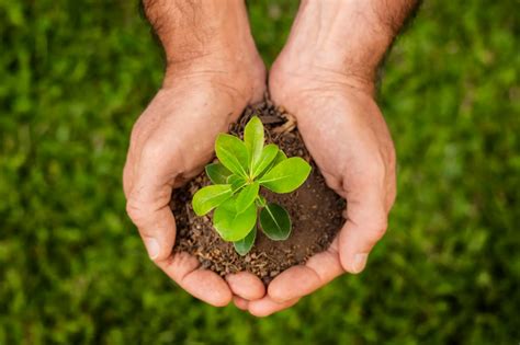 Organic Fertilizer Archives Yarafert