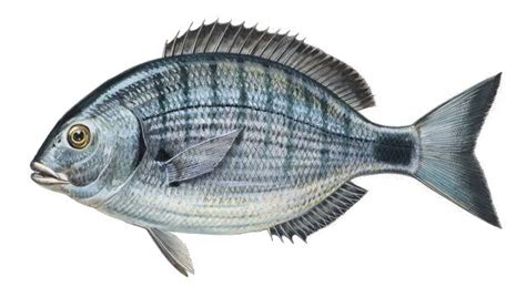 Sargo (Diplodus sargus) - Pesca-PT