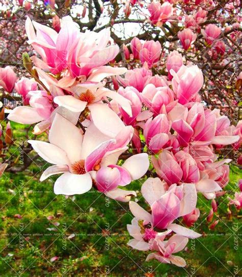 Pcs Magnolia Bonsai Light Fragrant Garden Tree Magnolia Flowers