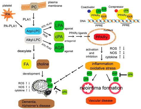 Peroxisomes A Nexus For Lipid Metabolism And Cellular Signaling Cell