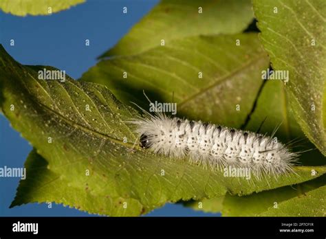 Hickory Tussock Moth Caterpillar - Lophocampa caryae Stock Photo - Alamy