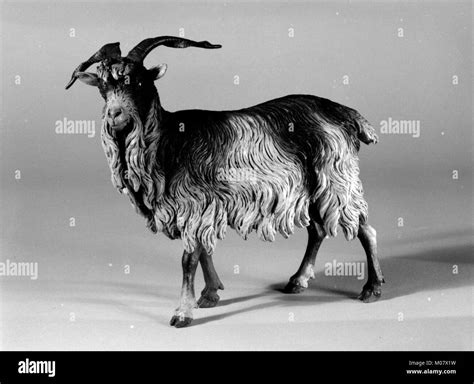 Adult Male Goat Black And White Stock Photos And Images Alamy