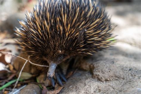 Echidnas In Aboriginal Life The Australian Museum