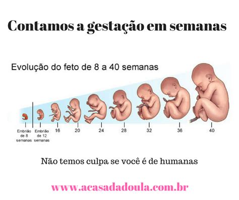 O desenvolvimento do bebê semana a semana de gestação Casa da Doula