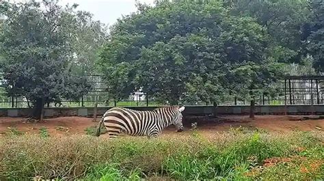 Bannerghatta National Park Bangalore Ticket Price Timings Photos