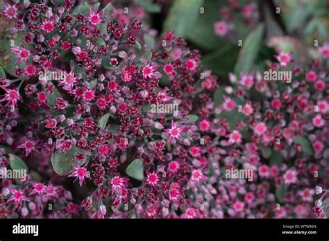 Hylotelephium Ruby Glow Hi Res Stock Photography And Images Alamy