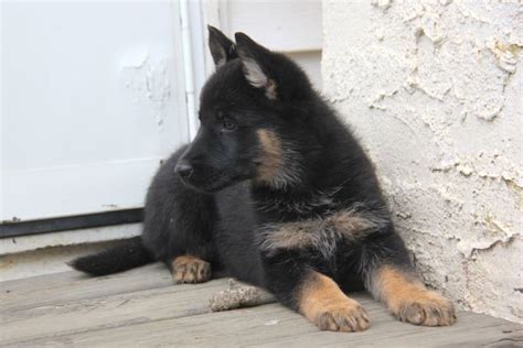 German Shepherd Puppies For Sale Des Moines Ia 263818