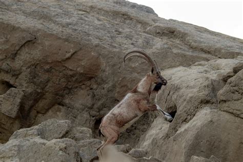 Premium Photo | Ibex or mountain goat in the habitat mountain goat or ...